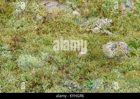 Licheni delle renne si vede vicino le dune di sabbia nella provincia olandese dello Zeeland Foto Stock