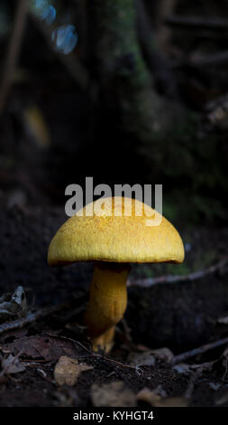 Verticale a livello di massa shot con il fuoco selettivo di Tricholoma Equestre, noto come uomo a cavallo o cavaliere giallo a fungo, Anaga, Tenerife, Spagna Foto Stock