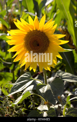 Un singolo girasole sul bordo di un campo di girasoli Foto Stock