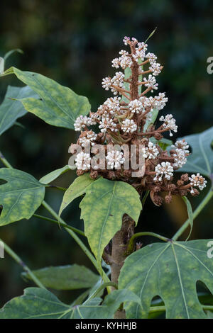 Testa di fiori con boccioli di apertura della evergreen, grandi foliaged, Taiwanese aralia, Fatsia polycarpa Foto Stock