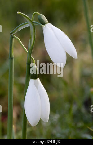 Bianco inverno fiori del modulo selezionato del gigante snowdrop, Galanthus elwesii Orion Foto Stock