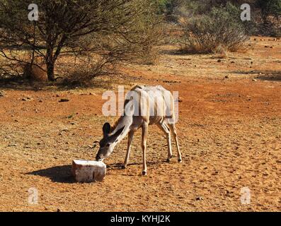 Kudu femmina di leccare un blocco di sale Foto Stock