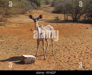 Kudu donna al Parco Nazionale di Pilanesberg Foto Stock