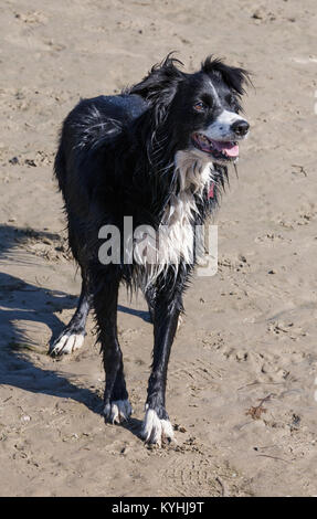 Un wet Border Collie Foto Stock