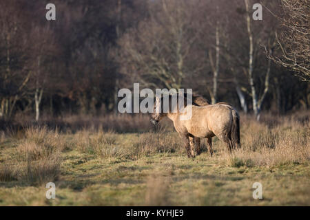 Konik Pony (Equus caballus ferus) Foto Stock