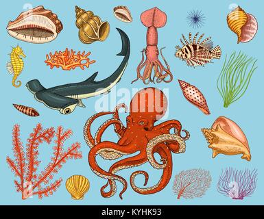 Set di pesci o creatura del mare nautilus pompilio, meduse e stelle marine. octopus e calamari, calamari. Delfino e squali martello. tartaruga verde ed il cavalluccio. incisi disegnati a mano nel vecchio schizzo vintage. Illustrazione Vettoriale