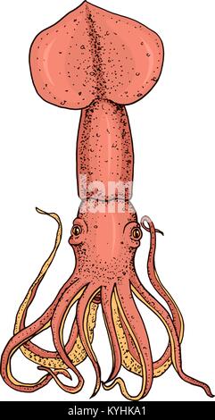 Creatura del mare calamari. calamari incisi disegnati a mano nel vecchio sketch, in stile vintage. o nautico marine, mostro o cibo. animali nell'oceano. modello per logo, etichette e gli emblemi. Illustrazione Vettoriale