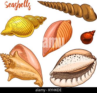Conchiglie set o mollusca diverse forme. creatura del mare. incisi disegnati a mano nel vecchio sketch, in stile vintage. o nautico marine, mostro o cibo. animali nell'oceano. Illustrazione Vettoriale