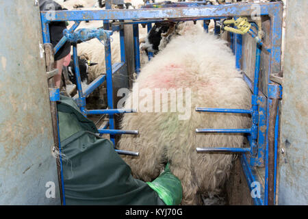La scansione swaledale pecore con scanner ad ultrasuoni per vedere come molti hanno lambsthey. Cumbria, Regno Unito. Foto Stock