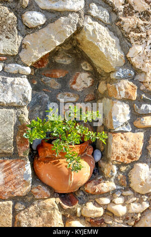 Verde pianta in vaso saldamente fissate nella nicchia nel vecchio muro di pietra Foto Stock