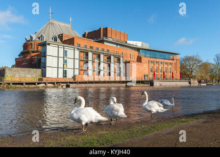 Stratford Upon Avon, vista del Swan Theatre lungo il fiume Avon con cigni in primo piano, Warwickshire, Inghilterra, Regno Unito Foto Stock