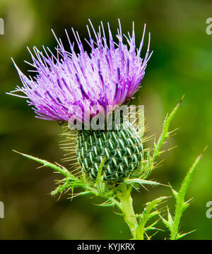 Viola di lavanda Thistle Bloom Foto Stock