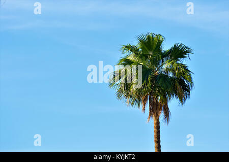 Unico albero di palme ondeggianti nella calda brezza dell'oceano di fronte a un cielo blu Foto Stock
