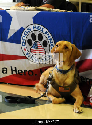 Un doppio giallo lab service cane si siede di fronte i cani aiutare gli eroi tabella durante i sopravvissuti Outreach Services event in Millionaires Row a Churchill Downs, a Louisville, KY. Nov. 5. Cani aiutando Heroes è un 501(c)(3) organizzazione no profit dedicata ad aiutare i nostri eroi feriti e le famiglie di eroi persi nell'area Kentuckiana. Essi forniscono assistenza qualificata per i cani feriti veterani militari e i soccorritori a migliorare la loro vita, come pure a stella in oro che le famiglie ad aiutarli a far fronte con la loro perdita. (U.S. Esercito nazionale Guard photo by Staff Sgt. Benjamin Gru) Foto Stock