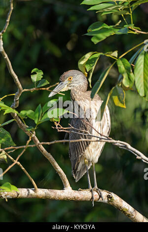 Giallo immaturi incoronato Nitticora in un albero nel Parco Nazionale di Tortuguero in Costa Rica Foto Stock