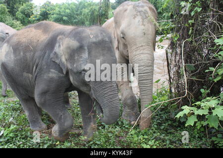 Gli elefanti orfani nell'area protetta in Thailandia Foto Stock