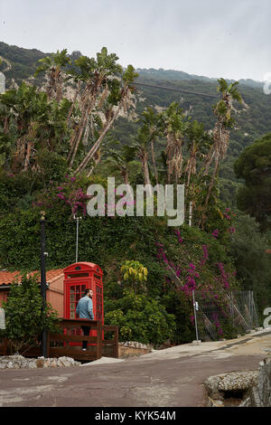 Stile inglese cabina telefonica nel giardino botanico, Gibilterra, Regno Unito Foto Stock
