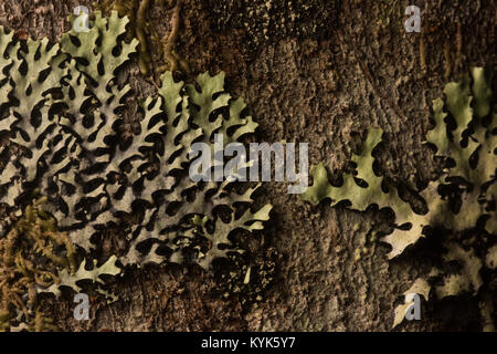 Un foliose lichen crescente sulla corteccia di albero nelle Ande colombiane. Foto Stock