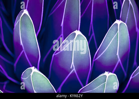 Agave victoriae-reginae (Queen Victoria agave, royal agave) è una piccola specie di piante succulente fioritura pianta perenne. Foto Stock