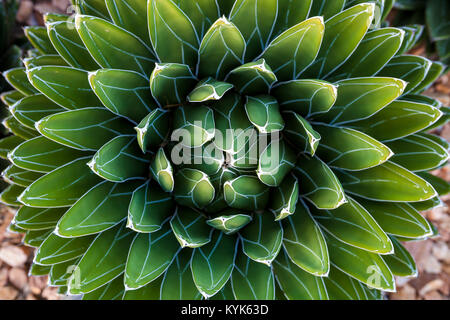 Agave victoriae-reginae (Queen Victoria agave, royal agave) è una piccola specie di piante succulente fioritura pianta perenne. Foto Stock