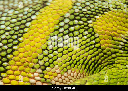 Il close up della bilancia di Polychris marmoratus dal bacino amazzonico. Foto Stock