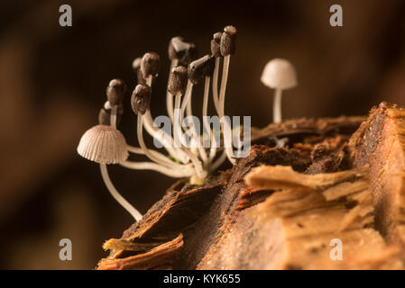 Un piccolo cluster di funghi che crescono su di un registro di decomposizione nella giungla colombiana. Foto Stock
