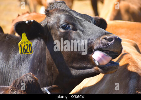Il Black Angus cow cercando felice aveva qualcosa da mangiare e la vacca di linguetta è in movimento. Foto Stock