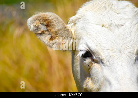 Un bianco bull vacca di viso vicino che mostra l'orecchio e l'occhio. L'occhio ha notevoli di drenaggio e di un volo è atterrato sul drenaggio. Foto Stock