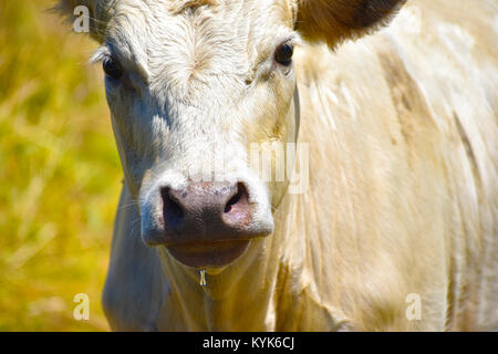 White bull mucca da vicino con una goccia di acqua appesa dalla sua bocca. Egli ha appena avuto un sorso d'acqua. Foto Stock