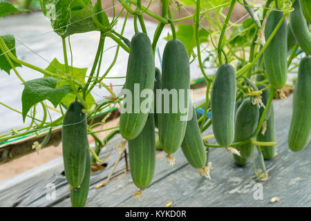 Cetriolo verde in crescita in campo vegetali per la mietitura. Foto Stock