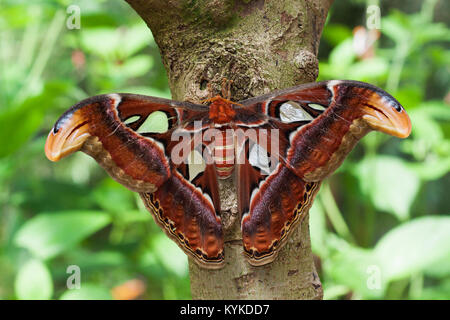 Coda forcuta sorseggiando il nettare Foto Stock