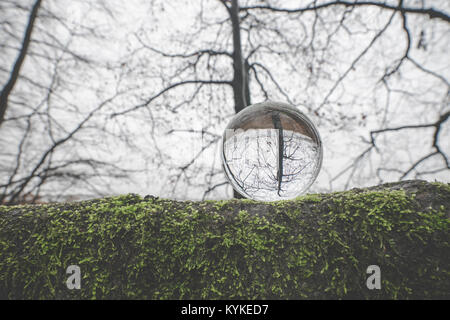 Sfera di vetro su di una filiale di grandi dimensioni ricoperta di muschio verde in autunno in un bosco con alberi di barenaked Foto Stock