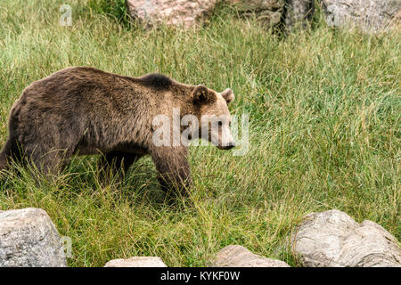 Orso bruno su un prato verde in primavera con grandi rocce e erba alta Foto Stock