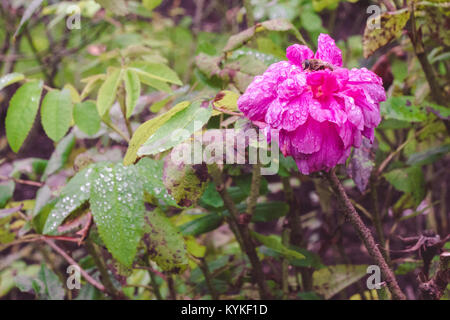 Fiore viola con una Vespa in un giardino dopo la pioggia con gocce sulle foglie Foto Stock