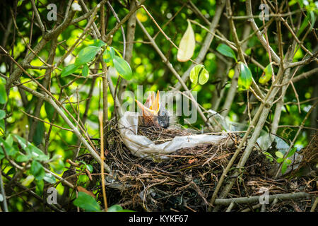 Fame merli in primavera chiedendo cibo in un nido di uccelli Foto Stock