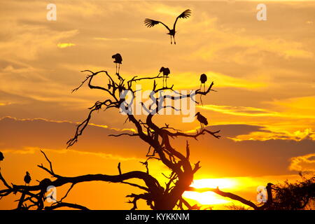 Maribu cicogna nel tramonto paesaggio africano Foto Stock