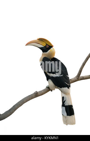 Grande hornbill (Buceros simum) isolato su sfondo bianco Foto Stock