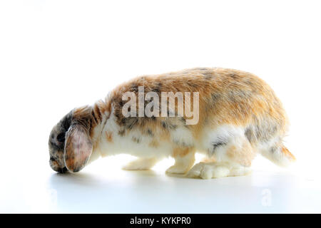 Rare il colore di coniglio. Orange black white dwarf lop widder bunny con speciale configurazione tricolore. Modelli di coniglio. Orange fox rex tricolore bianco nero rotto Foto Stock