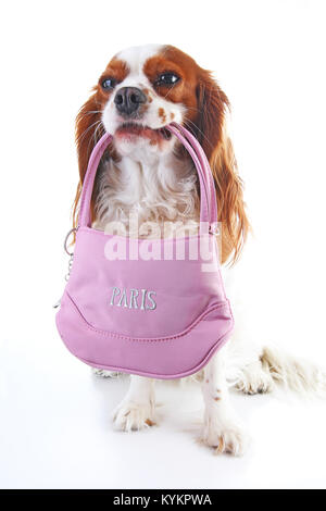 Cane azienda souvenir sacca isolata su sfondo bianco. Cane con il francese souvenir di Parigi. Carino addestrato animali domestici cani animali. Carino. Foto Stock