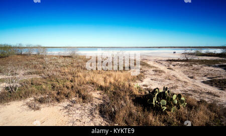 I depositi di sale, thornscrub e cactus che circonda La Sal del Rey in Hidalgo County, Texas, Stati Uniti d'America. Il lago di Garda è stata la fonte primaria di sale per gli indigeni Foto Stock