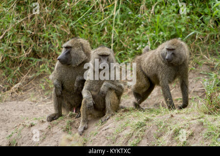 Un trio di babbuini nel Parco Nazionale del Serengeti, Tanzania Foto Stock