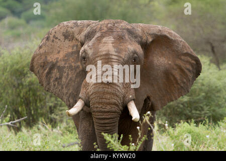 Un elefante sta off nel Parco Nazionale del Serengeti Foto Stock