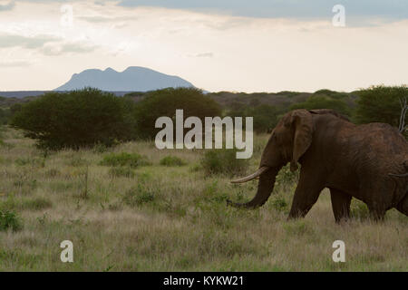 Un elefante passeggiate per tutta la pianura nel Parco Nazionale del Serengeti Foto Stock