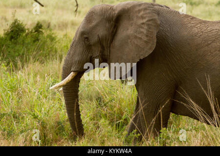 Un elefante passeggiate per tutta la pianura nel Parco Nazionale del Serengeti Foto Stock