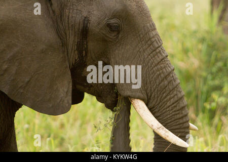 Un elefante mangia erba nel Parco Nazionale del Serengeti Foto Stock