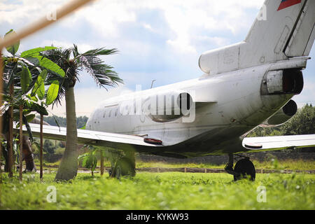 Piano nella giungla. L'aereo è atterrato nella fitta vegetazione di Foto Stock