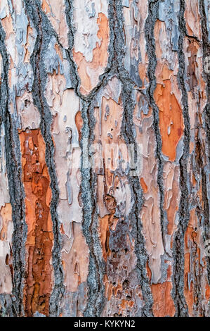 Dettaglio della corteccia di pino con piccoli fori praticati da un picchio becco di San Rossore, Pisa, Toscana, Italia Foto Stock