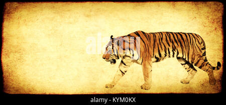 Grunge sfondo con Grana carta e passeggiate tiger Foto Stock