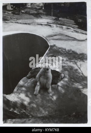 Una fotografia storica di un orso polare al Taronga Park Zoo di Sydney, scattata nel 1936. L'immagine cattura l'orso nel suo recinto dello zoo durante quel periodo. Foto Stock