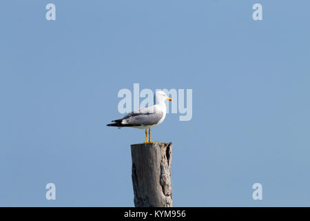 Gull permanente sulla palizzata da "Delta del Po' laguna. Natura italiana. Birdwatching Foto Stock